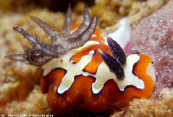 Chromodoris fidelis. Picture taken in Hikkaduwa, Sri Lanka. by Anouk Houben 